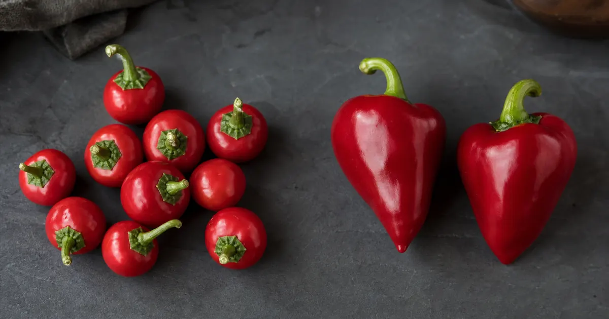 Round red cherry peppers beside larger heart-shaped red pimento peppers