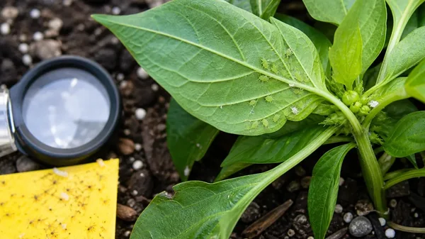 Aphids on Pepper Plants: Identify, Remove, and Prevent Them