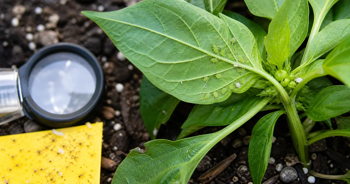 Pepper leaf underside with aphids beside a hand lens and yellow sticky card