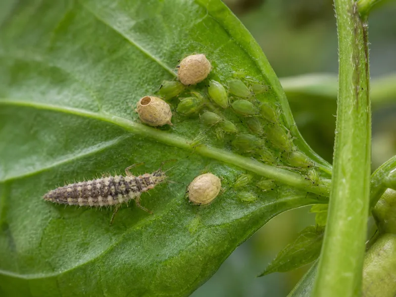 Green aphids, tan aphid mummies, and a predator larva on a pepper leaf
