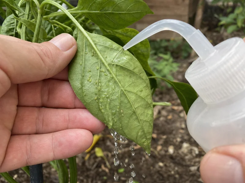 Pepper leaf underside being rinsed with plain water to dislodge green aphids