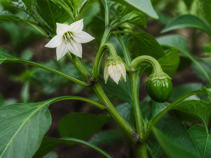 White bell pepper flowers beside a newly formed small green fruit on the same branch