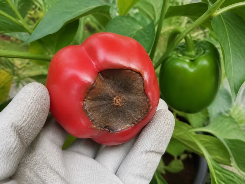 Gloved hand showing a sunken brown blossom-end rot lesion on a red bell pepper