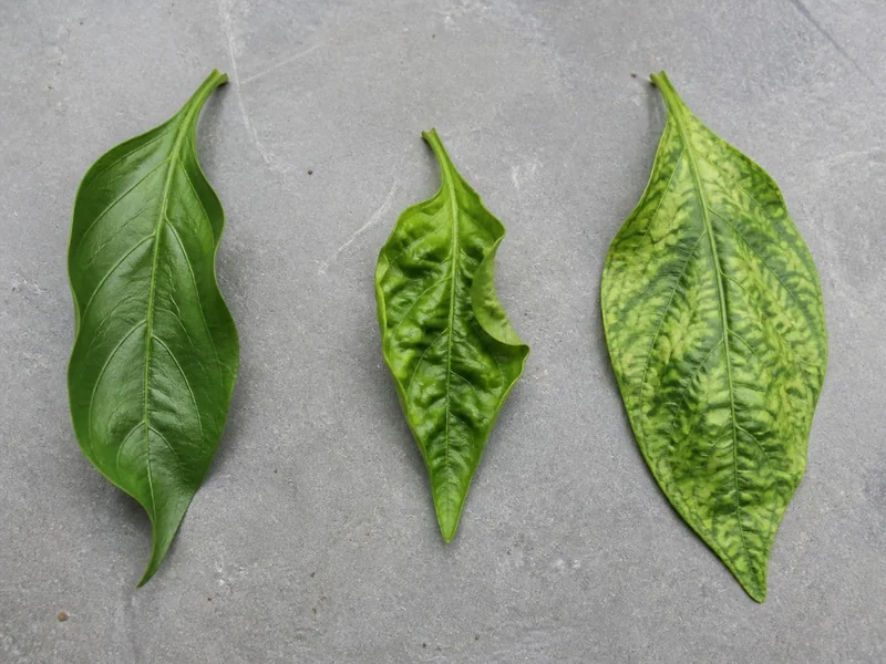 Pepper leaves showing roll, distorted growth, and mosaic mottling