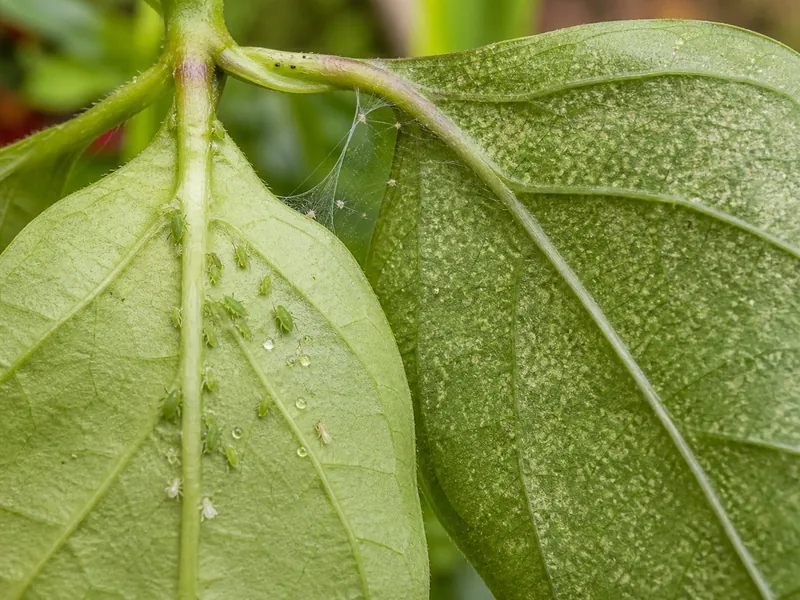 Aphids, honeydew, stippling, and fine webbing beneath pepper leaves
