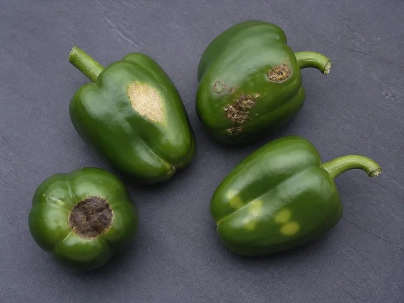 Green peppers with blossom-end, sunscald, rough spot, and cloudy damage