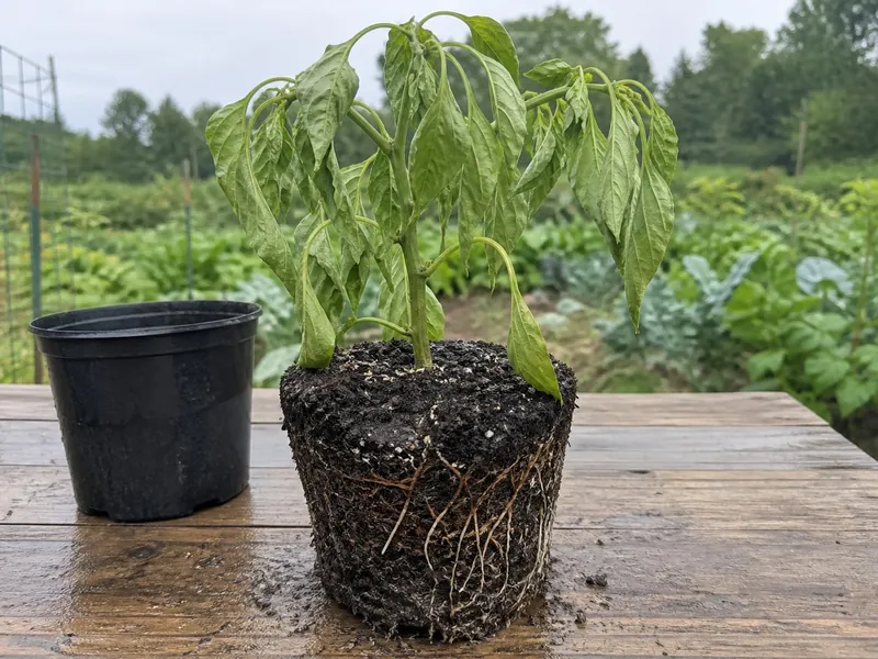 Wilted pepper plant removed from a wet pot with its root ball visible