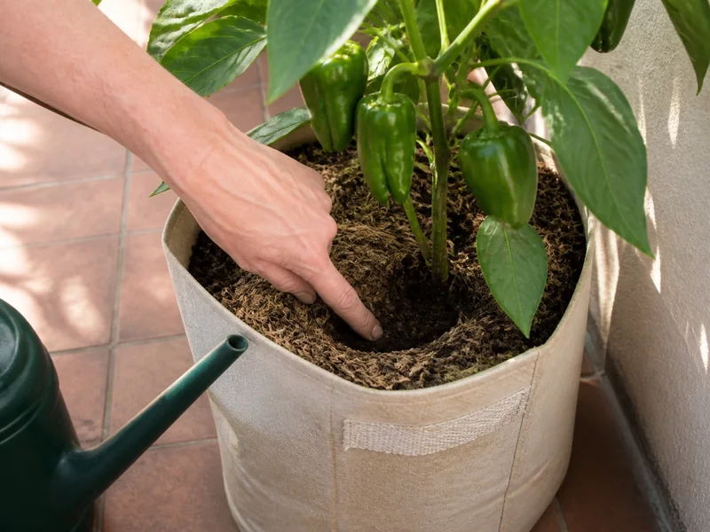 Finger checking moisture below mulch in a fabric pot with green peppers