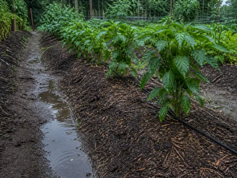 Pepper plants on raised beds with drip irrigation after rain
