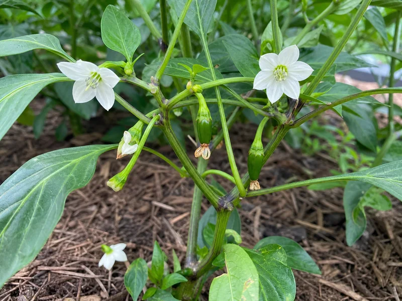 Jalapeno flowers and newly formed green pods on the same branch
