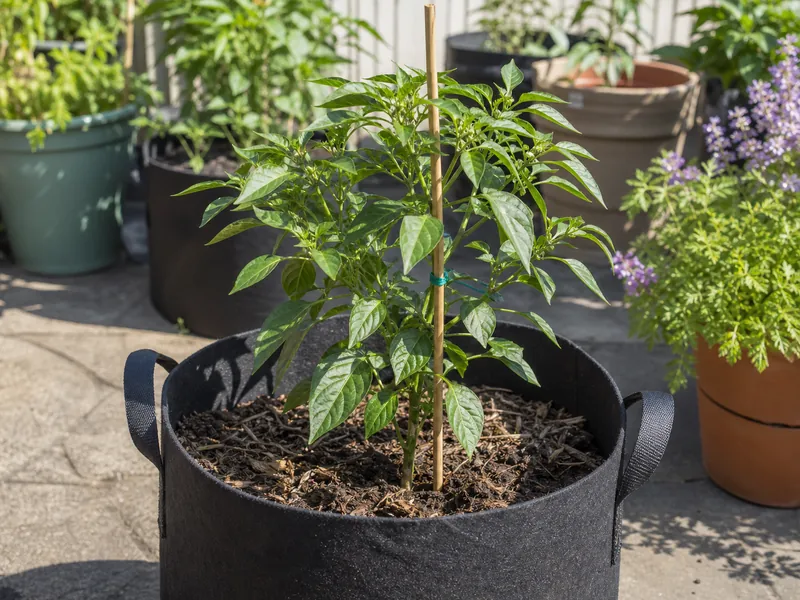 Young jalapeno plant supported in a large fabric container with mulch