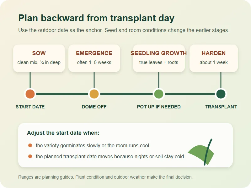 Timeline for sowing pepper seeds, emergence, seedling growth, hardening, and transplanting