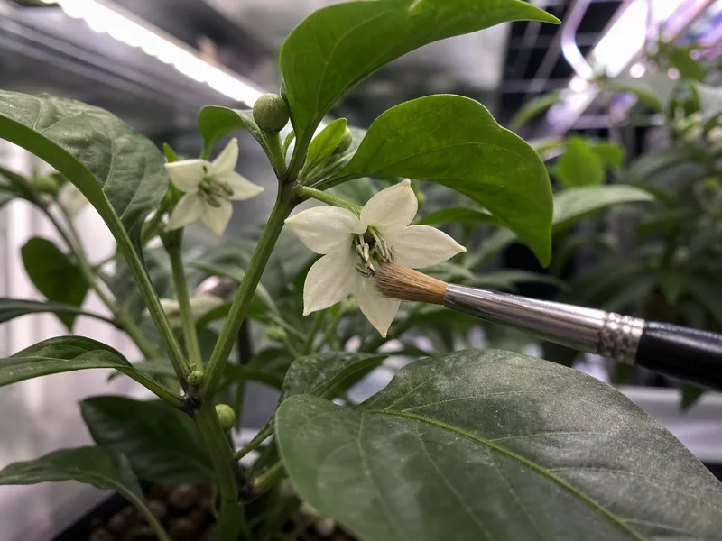 Growing Peppers Indoors Without Weak Plants - visual guide and reference