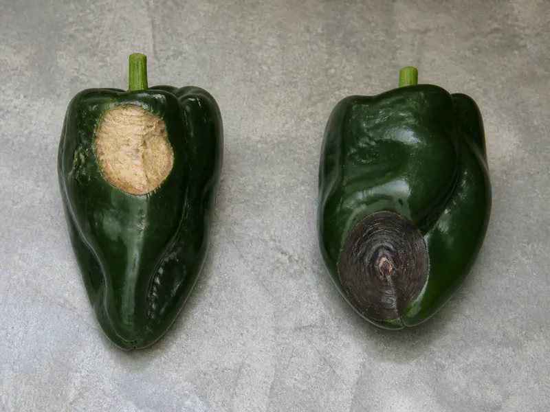 Poblano fruit comparison showing a pale papery sunscald patch beside a dark sunken blossom-end-rot lesion