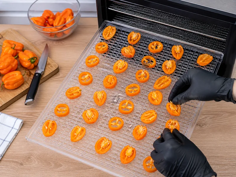 Gloved hands arranging halved and sliced orange habaneros in one layer with airflow gaps on a dehydrator tray