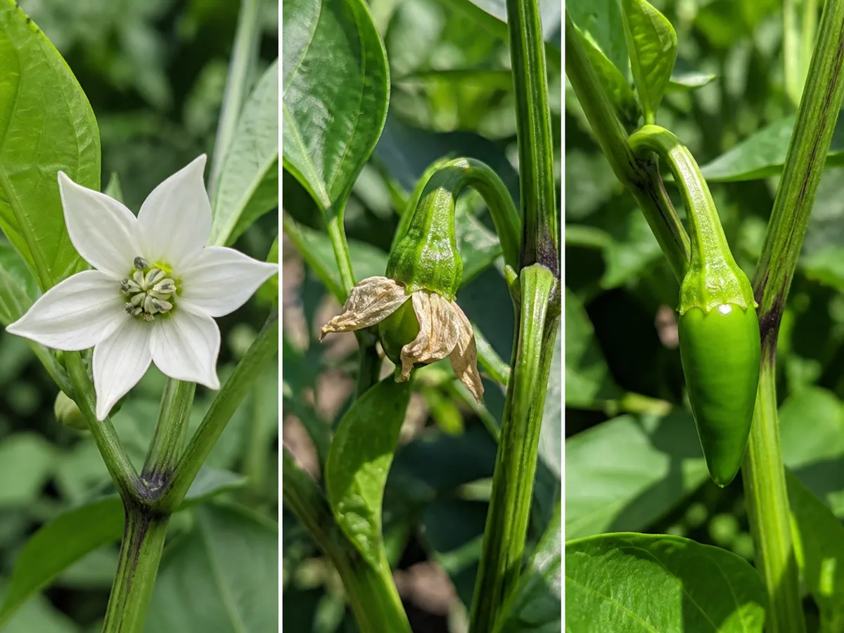 Three stages from an open pepper flower to a retained ovary and a small green pepper
