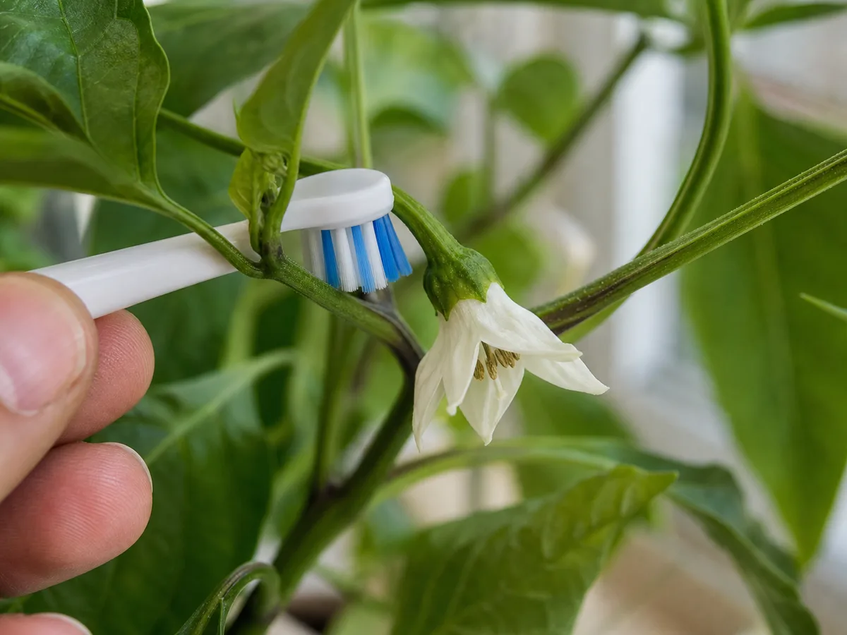 Electric toothbrush touching the flower stem behind an open pepper bloom to release pollen