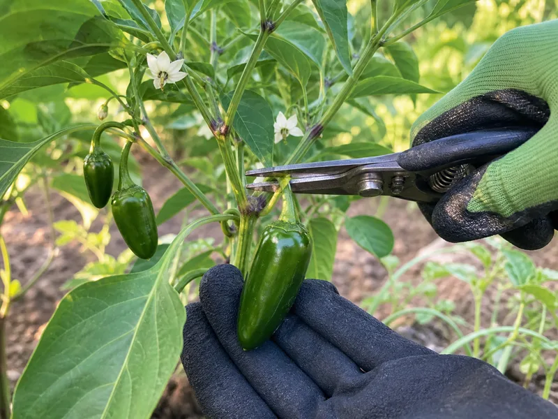 Gloved hands supporting a jalapeno branch while clean pruning shears cut the short stem of one mature green pod
