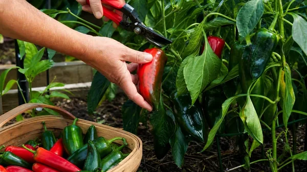 Harvesting Peppers: Color, Size, Heat, and Storage Timing