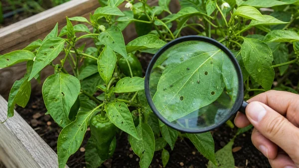 Holes in Pepper Plant Leaves: Pest Clues and Fixes