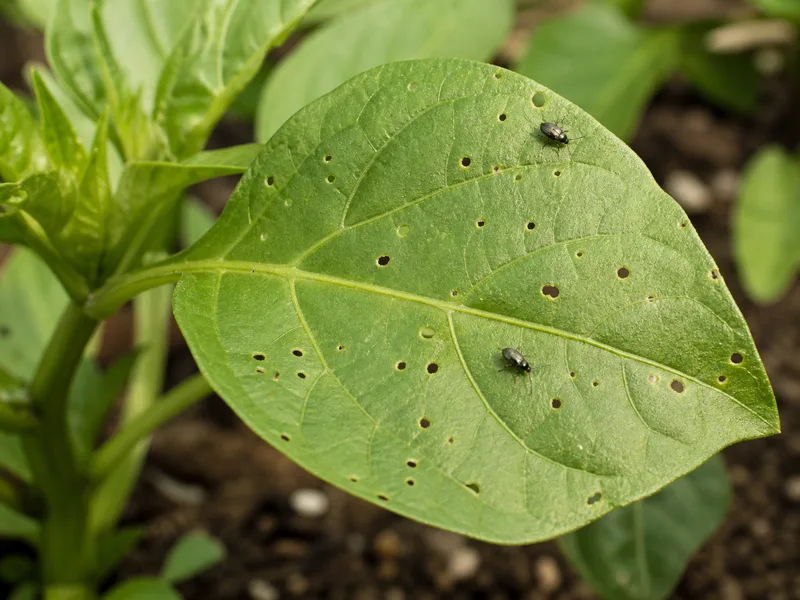 Tiny dark flea beetles beside numerous small shot holes on a green pepper leaf