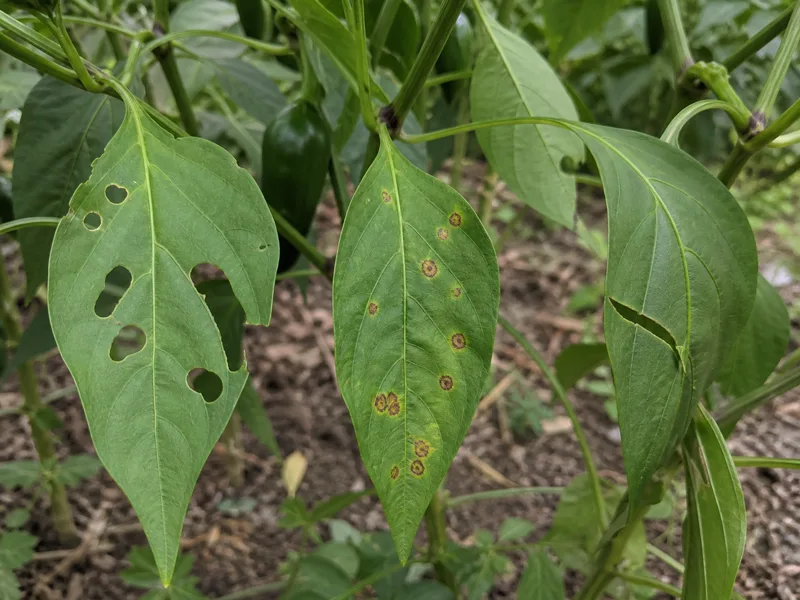 Three pepper leaves showing clean chewing holes, brown bordered leaf spots, and one mechanical tear
