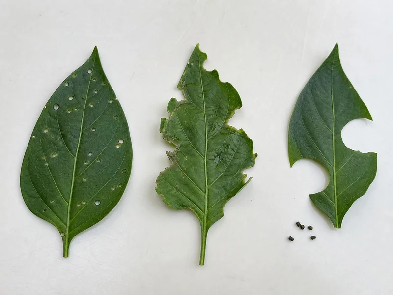Pepper leaves showing shot holes, ragged slug damage, and large caterpillar bites