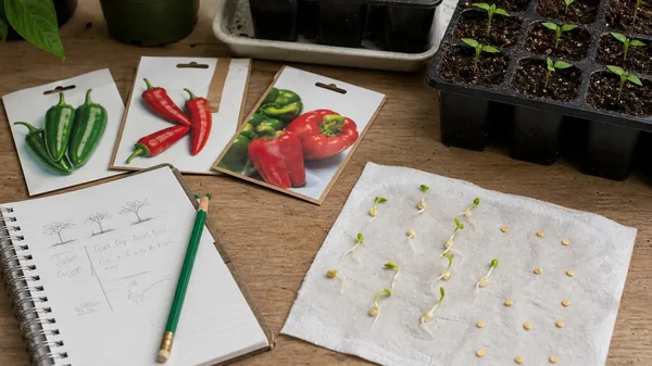 How Long Pepper Seeds Last and When to Replace Them
