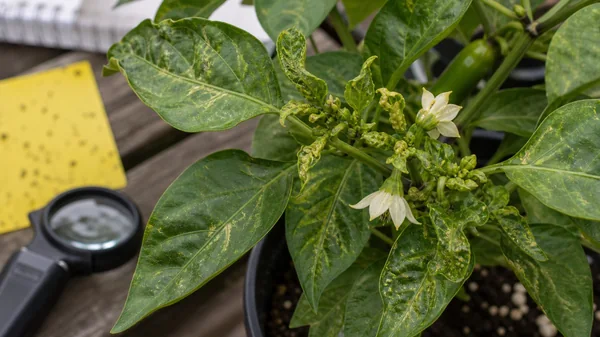 How to Control Thrips on Pepper Plants
