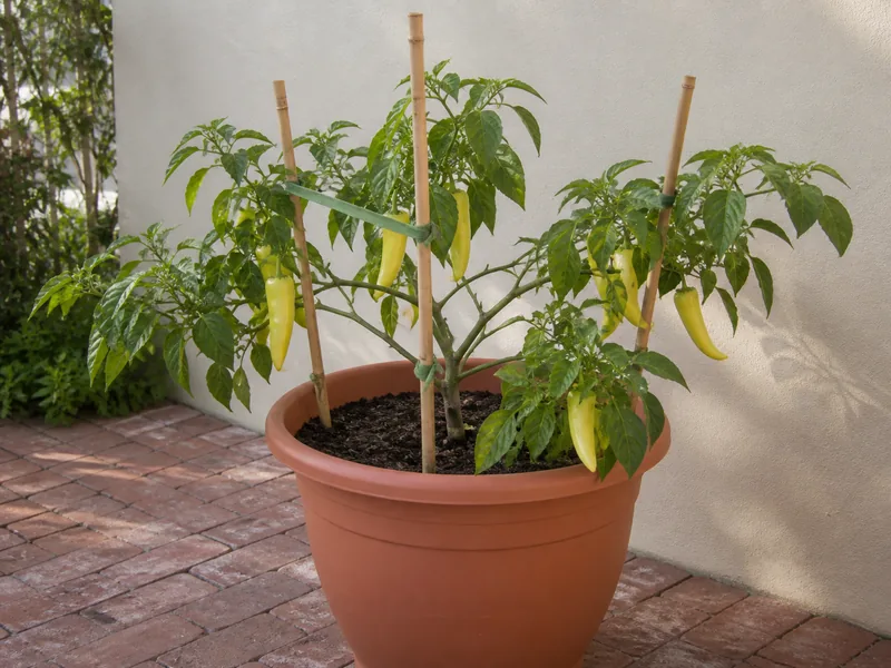 Fruiting banana pepper plant supported by three short bamboo stakes in a container
