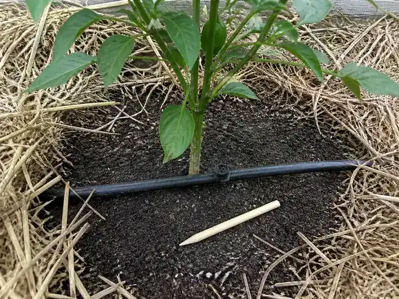 Pepper plant root zone with drip emitter and straw mulch kept away from the stem