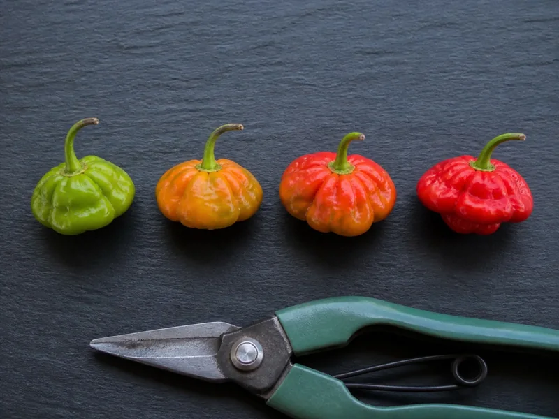 Green, color-break, and fully red Scotch bonnet pods in ripening order