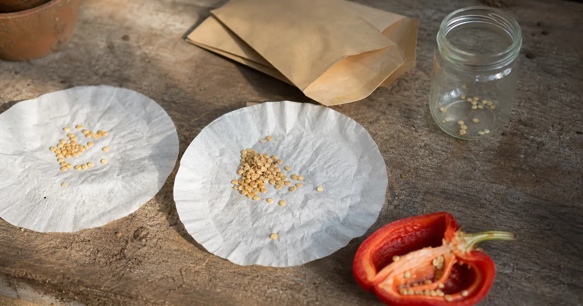 How to Store Pepper Seeds So They Sprout Later