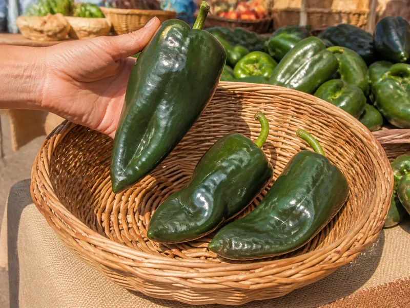 A straight firm poblano selected from curved peppers in a market basket