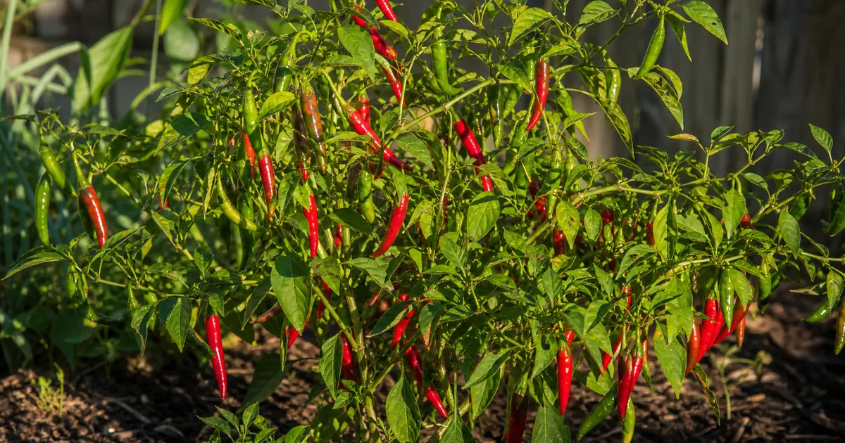 Increase Pepper Yield: Fix the Real Bottlenecks