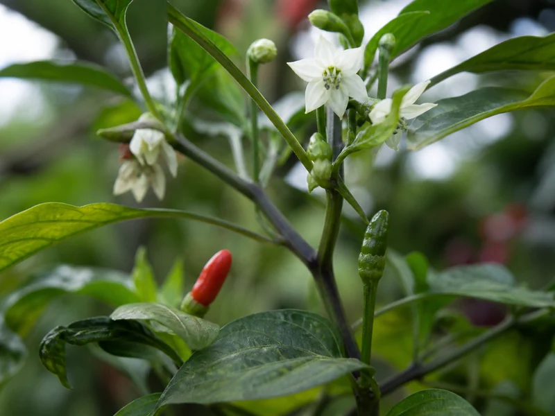 Increase Pepper Yield: Fix the Real Bottlenecks - visual guide and reference