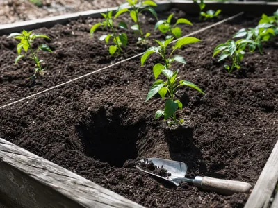 Jalapeno Planting Timing and Spacing