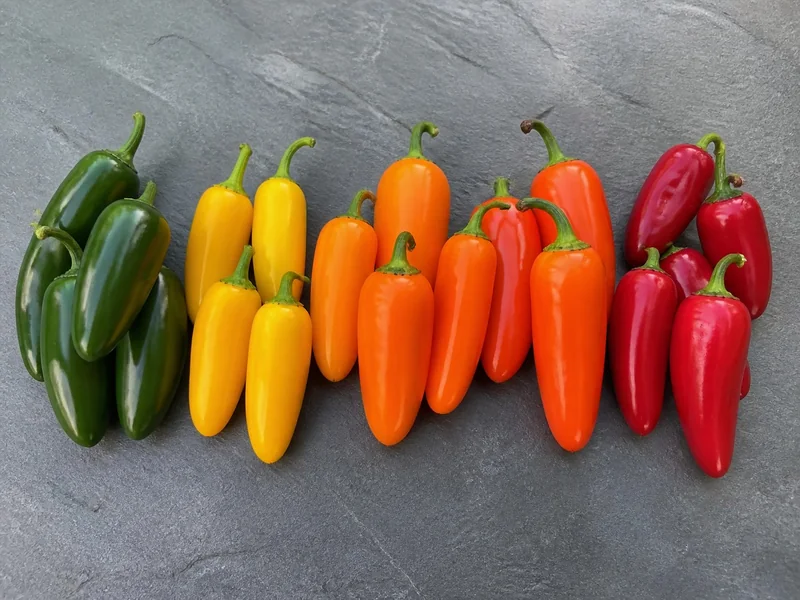 Green jalapenos beside yellow, orange, pumpkin-orange, and red ripe jalapenos