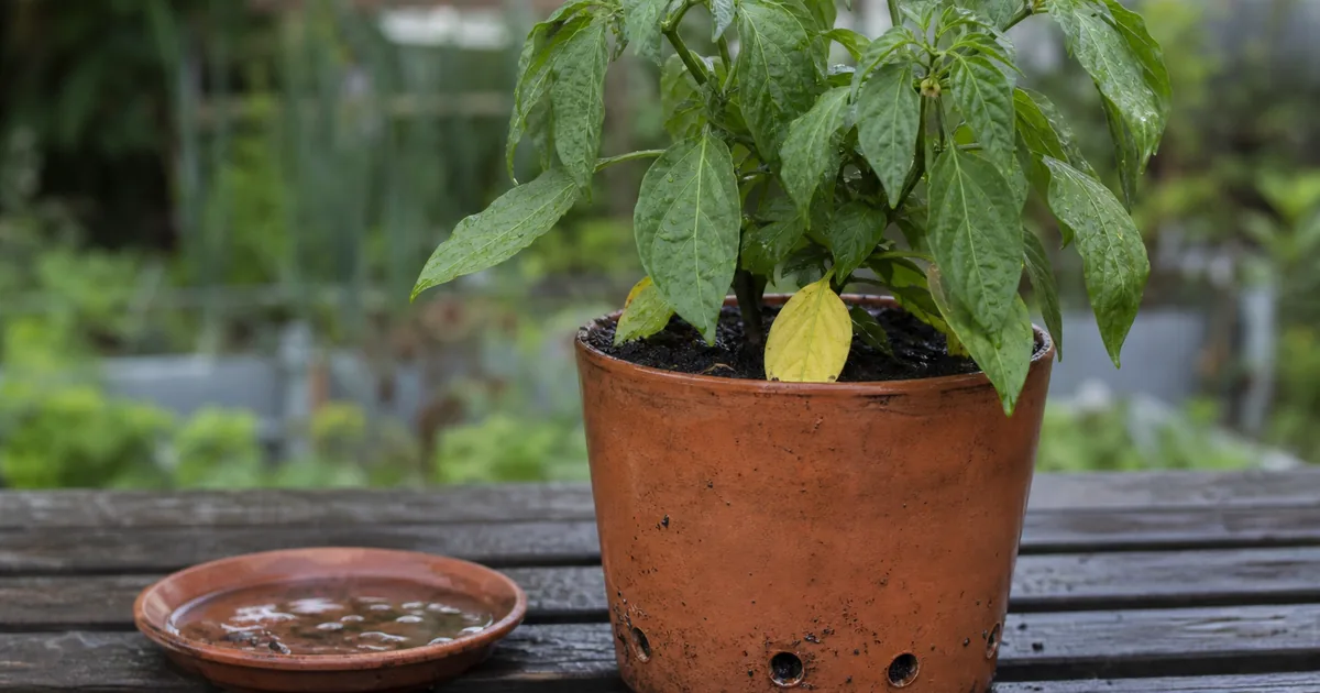 Pepper plant in a wet container with yellow lower leaves and standing water in a saucer