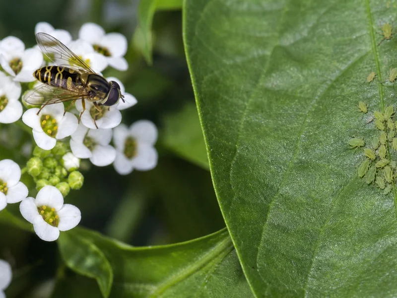 Hoverfly on sweet alyssum beside aphids on a pepper leaf