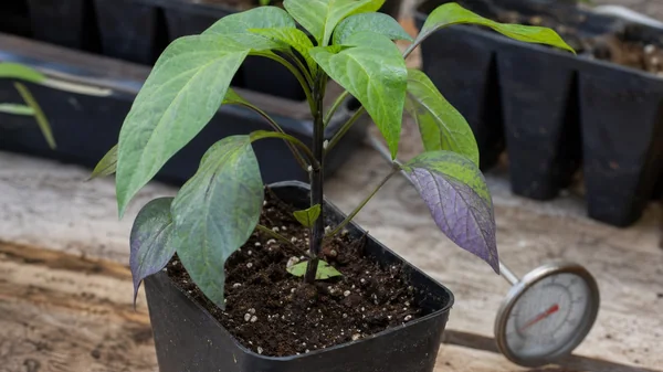 Pepper Leaves Turning Purple: What to Check First