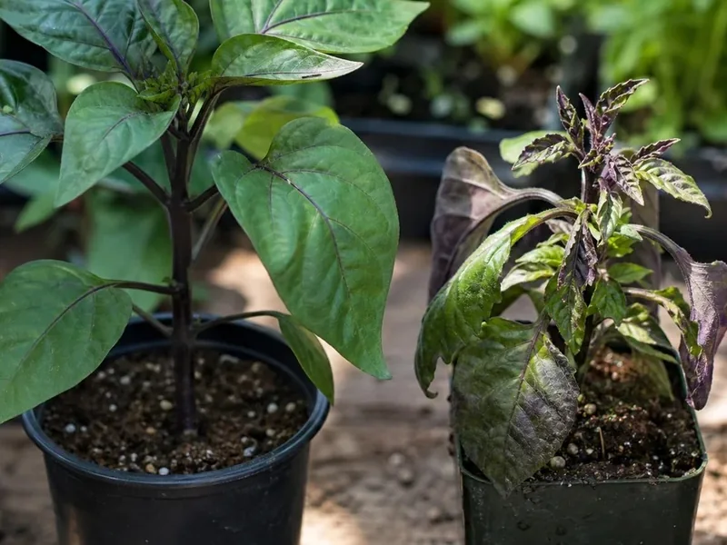 Healthy pepper plant beside a stunted pepper plant with curled purple leaves