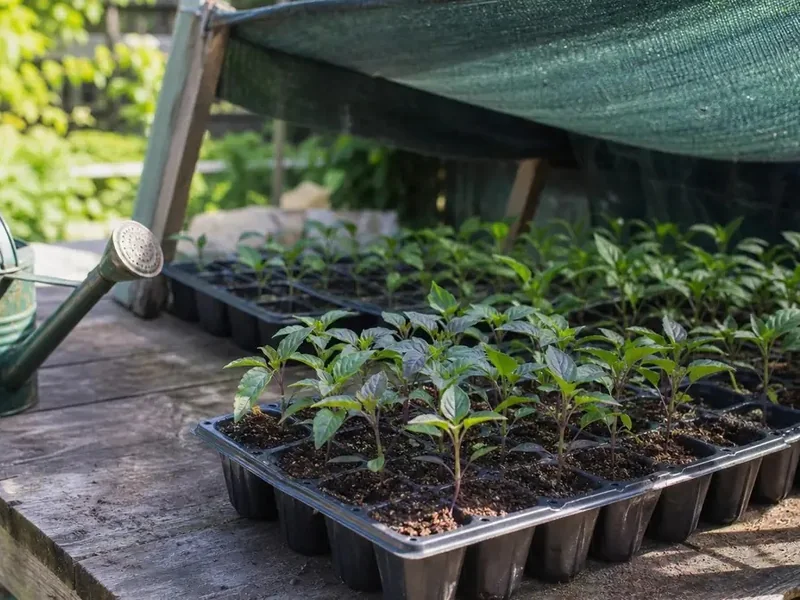 Pepper seedlings hardening outdoors under shade cloth beside a watering can