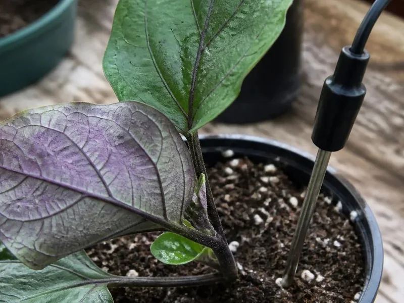 Close-up of a purple pepper leaf underside beside a soil-temperature probe