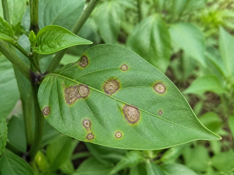 Attached pepper leaf with tan fungal spots, dark margins, and narrow yellow halos