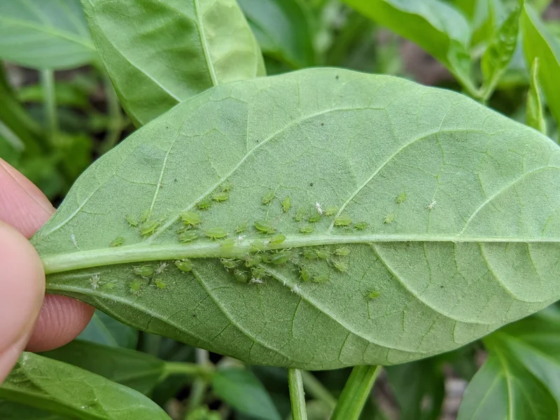 Green aphids clustered along veins on the underside of an attached pepper leaf