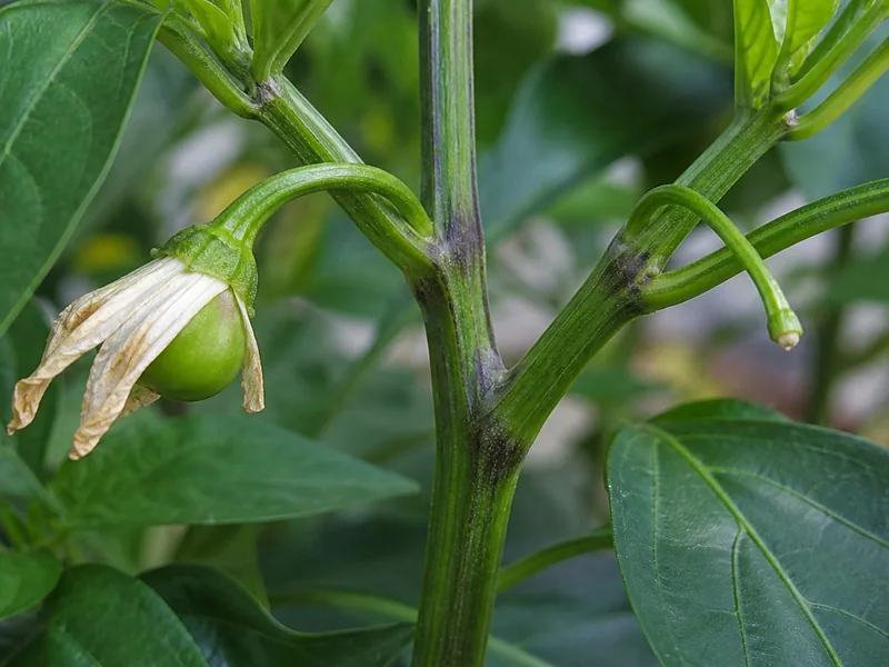 Pepper flower with a green ovary beside a clean aborted flower stem