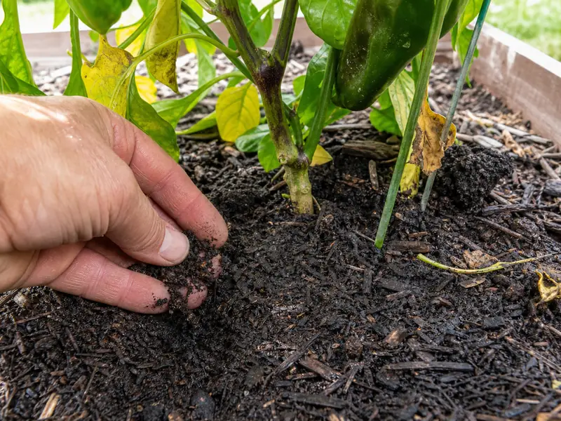 Pepper plant with yellow lower leaves fallen on mulch in a raised garden bed
