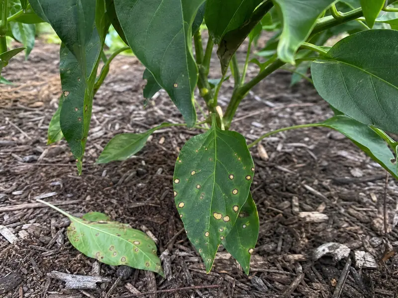 Pepper plant with yellow lower leaves fallen on mulch in a raised garden bed