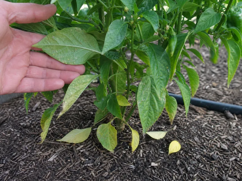 Pepper plant with yellow lower leaves fallen on mulch in a raised garden bed